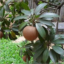 Manufacturers Exporters and Wholesale Suppliers of Chikoo Plants. Trivandrum Kerala